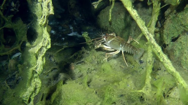 European crayfish goes away, medium shot.
