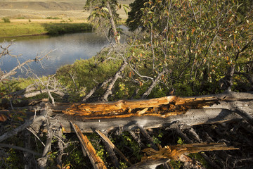 Golden wood of fallen tree on shore of Lamar River, Yellowstone.