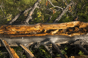 Detail of golden wood of fallen tree, Lamar Valley, Yellowstone.