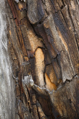 Abstract design in decaying wood of dead tree, Yellowstone, Wyoming.