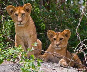 Fototapeta na wymiar Two young lion on a big rock. National Park. Kenya. Tanzania. Masai Mara. Serengeti. An excellent illustration.