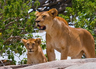 Obraz premium Lioness and her cub on a big rock. National Park. Kenya. Tanzania. Masai Mara. Serengeti. An excellent illustration.