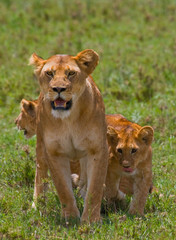 Fototapeta na wymiar Lioness with cubs in the savannah. National Park. Kenya. Tanzania. Masai Mara. Serengeti. An excellent illustration.