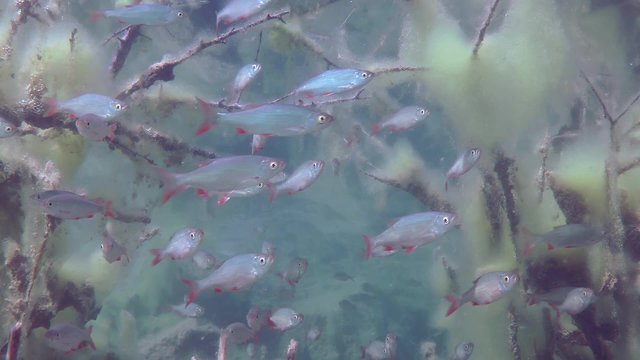 Common roach (Rutilus rutilus): a large school of fish.
