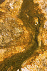 Orange and green rivulets in hot springs of Yellowstone Park, Wyoming.