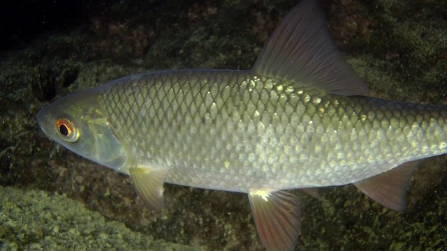 Common roach (Rutilus rutilus): fish slowly turns around, then leaves the frame, close-up.
