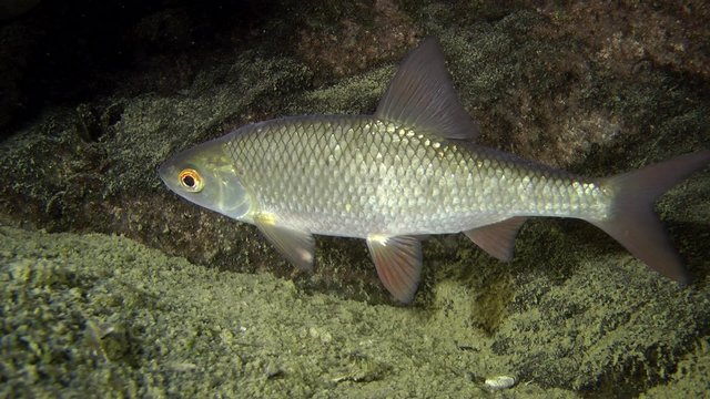 Common roach (Rutilus rutilus): close up.
