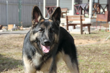 German Shepherd dog
