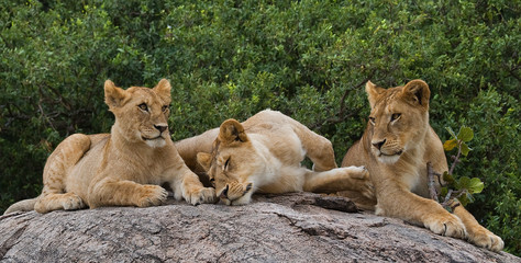 Some lions lie on a big rock. Kenya. Tanzania. Maasai Mara. Serengeti. An excellent illustration.