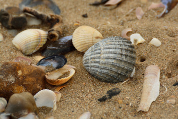 shells on the beach