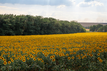 Obraz premium Field of blooming sunflowers against a blue sky