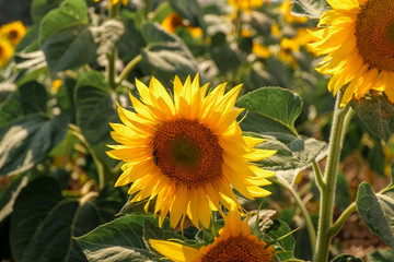 Field of blooming sunflowers against a blue sky