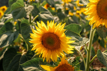 Fototapeta premium Field of blooming sunflowers against a blue sky