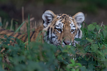 Siberian Tiger Cub (Panthera Tigris Altaica)/Siberian Tiger Cub in dark green foliage