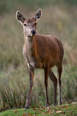 Fototapeta premium Red Deer Hind (Cervus Elaphus)/Red Deer Hind in long grass at the edge of forest