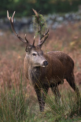 Red Deer Stag (Cervus Elaphus)/Red Deer Stag in long grass at the edge of forest