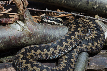 Adder (Vipera Berus)/Common European Adder moving across birch logs