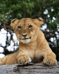 Young lion on a big rock. National Park. Kenya. Tanzania. Masai Mara. Serengeti. An excellent illustration.