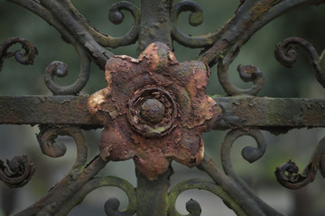 rusty iron rose ornament on gate - 99979673