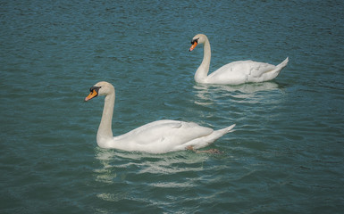 Cigni nella Reggia di Caserta