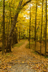 nature trail