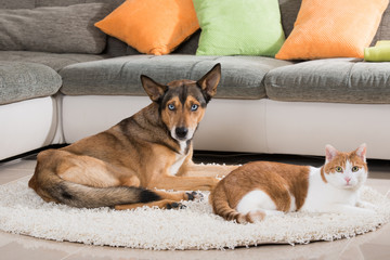 Hund und Katze in der Wohnung