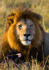 Big male lion with gorgeous mane eating prey. National Park. Kenya. Tanzania. Maasai Mara. Serengeti. An excellent illustration.
