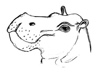 hippopotamus, illustration of wildlife, African, safari, zoo, ma