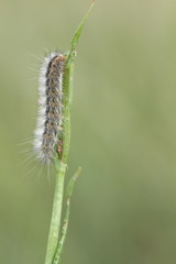 The beauty of caterpillars