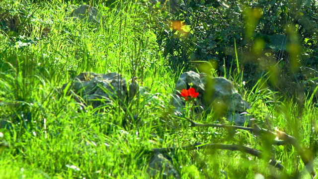 Royalty Free Stock Video Footage of red flowers in forest shot in Israel at 4k with Red.
