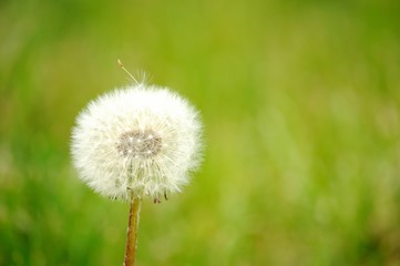 White Dandelion with a seed ready to blow away.