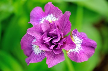 Single purple and white Iris on a green background