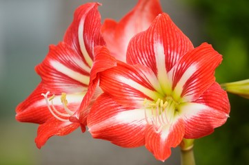 Red and white lilies.