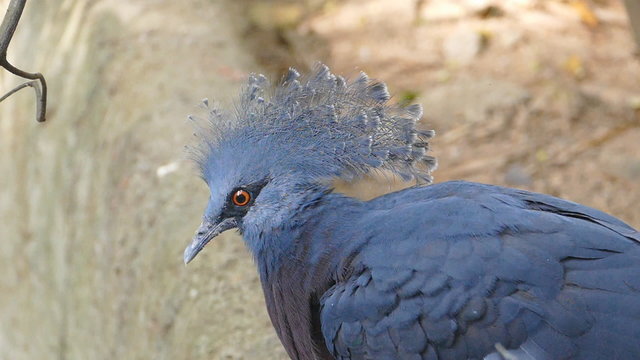 Portrait of Victoria crowned pigeon bird.