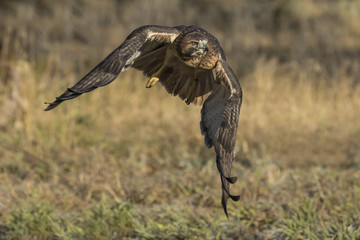Red on the Run - Red-tailed hawk