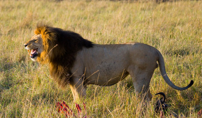 Fototapeta na wymiar Big male lion standing in the savanna. National Park. Kenya. Tanzania. Maasai Mara. Serengeti. An excellent illustration.