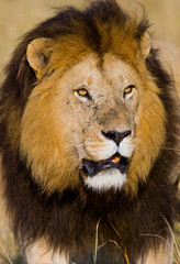 Portrait of a male lion. Kenya. Tanzania. Maasai Mara. Serengeti. An excellent illustration.