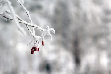 Зимний пейзаж
