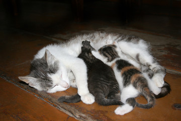 cat feeding kittens