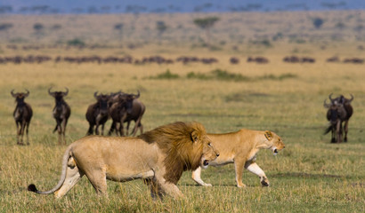 Naklejka na ściany i meble Meeting the lion and lioness in the savannah. National Park. Kenya. Tanzania. Masai Mara. Serengeti. An excellent illustration.