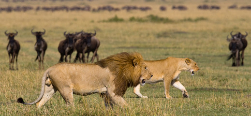 Naklejka premium Meeting the lion and lioness in the savannah. National Park. Kenya. Tanzania. Masai Mara. Serengeti. An excellent illustration.
