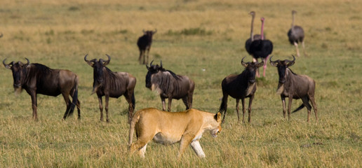 Lioness in the savannah. National Park. Kenya. Tanzania. Masai Mara. Serengeti. An excellent illustration.