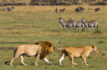 Naklejka na ściany i meble Meeting the lion and lioness in the savannah. National Park. Kenya. Tanzania. Masai Mara. Serengeti. An excellent illustration.