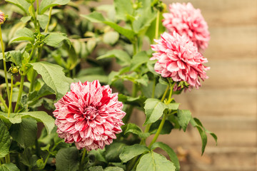 Pink flowers in the garden. Spring or summer