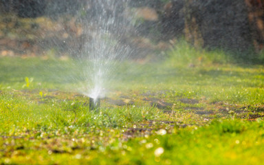 Gardening. Lawn sprinkler spraying water over grass.