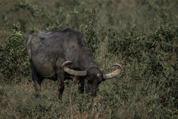 Obraz premium Búfalo Asiático no Pantanal do Brasil