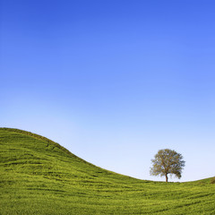 Fototapeta na wymiar Tuscany, lonely tree, green field and round hill.
