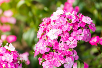 The background image of the colorful flowers