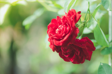 Roses in the garden filtered