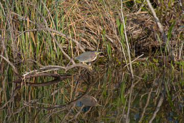 Black Crowned Night Heron